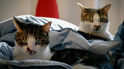 Los gatos crecen: Estos son los cuidados necesarios según su edad