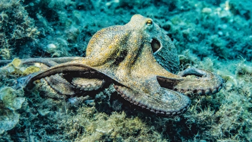 Chile podría liderar la protección de los océanos con proyecto que prohíbe granjas de pulpos