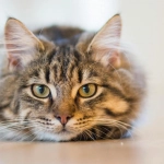 Día del Gato: Los animales exigen tenencia responsable