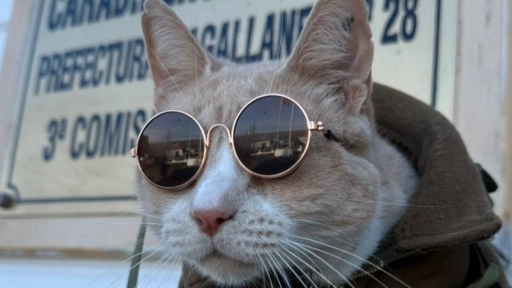 Catbinero Naruto: Gato fue adoptado por Carabineros de Porvenir