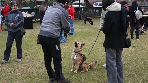 Enseñar desde el amor: Los beneficios de educar a tu perro