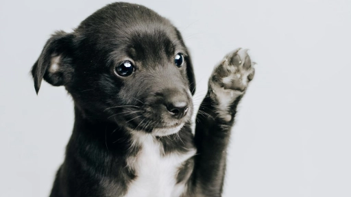 México reconoce a los animales como seres sintientes