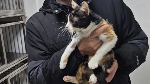 Municipalidad de Estación Central habilita albergue para animales