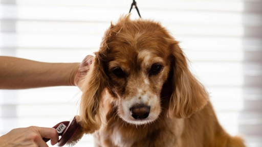 Grooming en invierno: Cuidados que no se deben abandonar