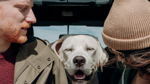 Perros y gatos: Consejos clave para un 18 seguro y sin contratiempos