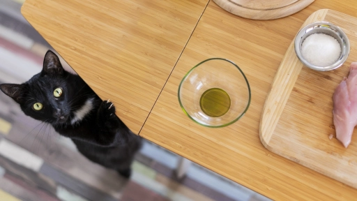 Fiestas Patrias: Advierte a tus invitados que no deben alimentar a los animales y recoje las sobras que caen al suelo