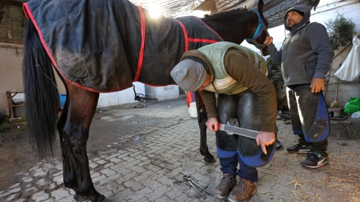 SAG refuerza llamado a prevenir la anemia infecciosa equina en Fiestas Patrias