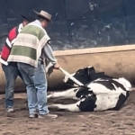 Rodeo y Carreras de Perros: Los grandes ausentes de la elección presidencial