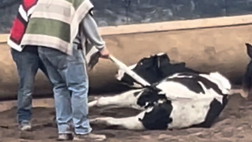 Rodeo y Carreras de Perros: Los grandes ausentes de la elección presidencial