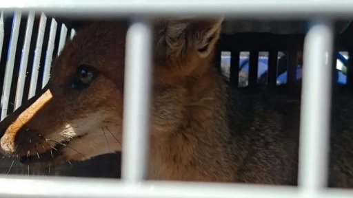 Rescatan zorro en Maipú