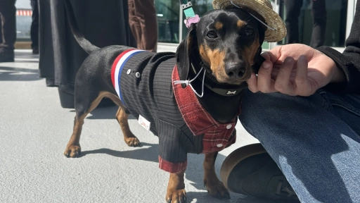 Fiestas Patrias: Conoce los alimentos que no debes darle a tus animales