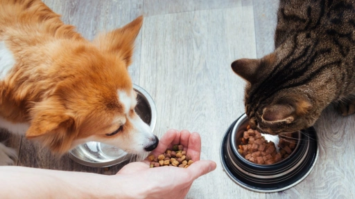 Colmevet apela a sobreseimiento de tres imputados por daños a la salud de más de 400 mascotas