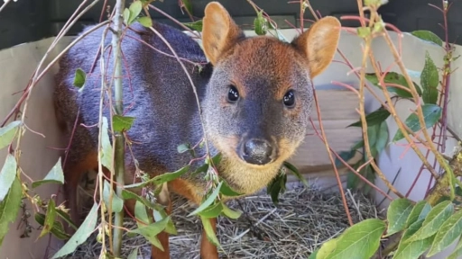Liberan pudú en Paillaco