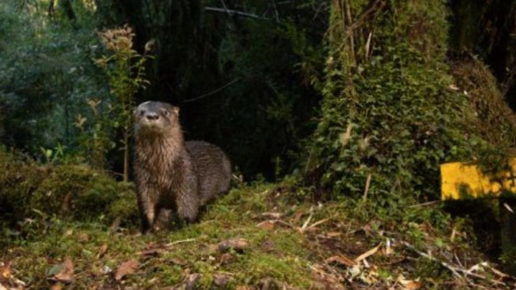 Huillín, Eduardo Minte Hess
