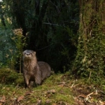 Valdivia bajo la lupa: Pirotecnia amenaza fauna de humedales y biodiversidad urbana