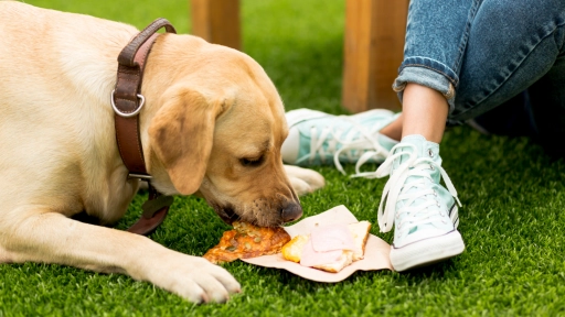 Perros y gatos: Los alimentos típicos del 18 que nunca debes darle