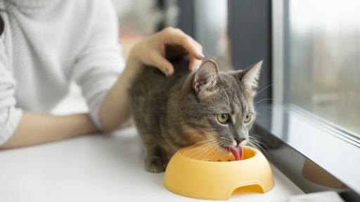 Los gatos necesitan comer más proteínas que los perros para mantener una buena salud y actividad