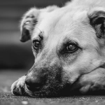Día Mundial del Perro ¿Qué los hace únicos?