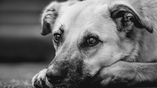 México: Los animales son reconocidos como seres sintientes en el Código Civil