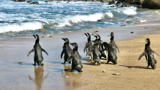 Pingüinos de Magallanes regresan a su hogar: Exitosa reinserción en Isla Cachagua tras proceso de rehabilitación