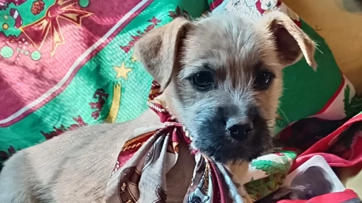 Perros y gatos: Grupo Marina realizará jornadas de adopción en tres regiones del país 