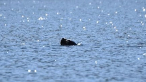 Informan presencia de lobos marinos comunes en el lago Villarrica