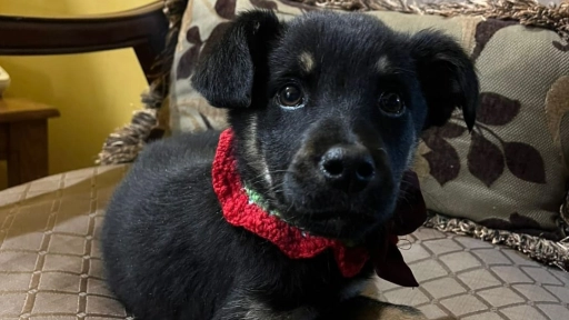 Perros y gatos: Este fin de semana se realizarán jornadas de adopción en tres regiones del país