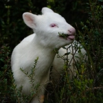 Fotógrafa capta a una pudú albina en Chiloé