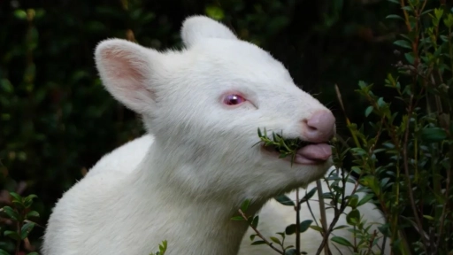 Fotógrafa capta a una pudú albina en Chiloé