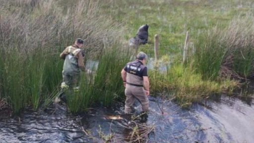 Araucanía: Rescatan a lobo marino común que se adentró en el campo