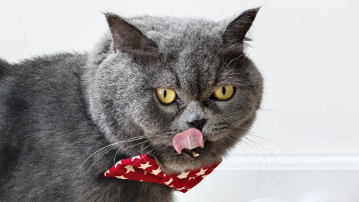 Presentan suplemento nutritivo para gatos que incorpora carne de ostión