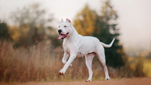 Columna: Razas potencialmente peligrosas