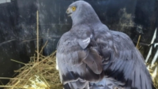 Talcahuano: Vari es devuelto a su hábitat natural las cercanías del humedal Rocuant