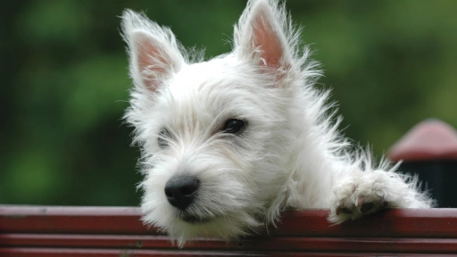  Estas son las 5 razas más alérgicas a la primavera ¿Tu perro está en la lista?