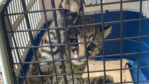 Encuentran gato güiña en Dalcahue