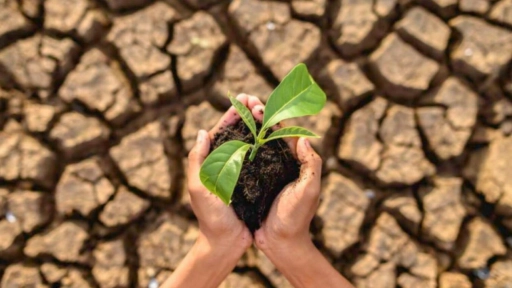 Estudio revela impacto de la megasequía en los bosques