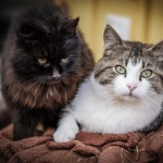 5 pasos para que tu gato viva más y mejor