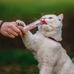 Innovación y tradición: El origen japonés de Meal Topper y Churu