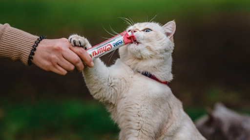 ¿Solo innovación? El tradicional origen de Meal Topper y Churu