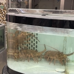 Presentan querella en contra de Jumbo por maltrato a las langostas