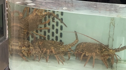 Presentan querella en contra de Jumbo por maltrato a las langostas