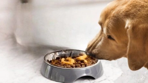 Llega a Chile Churu Meal Topper: El primer alimento completo de Inaba para perros y gatos