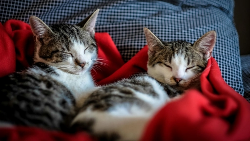 Crece la población de gatos y expertos refuerzan la importancia de la vacunación preventiva