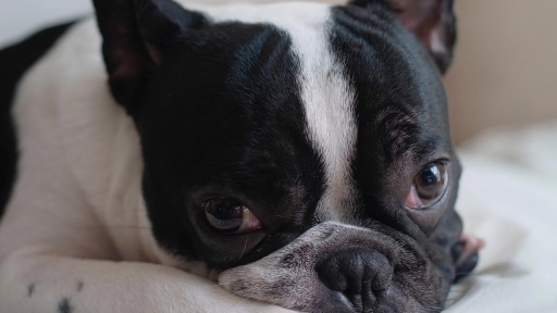 Primavera: Estas son las 5 razas más alérgicas