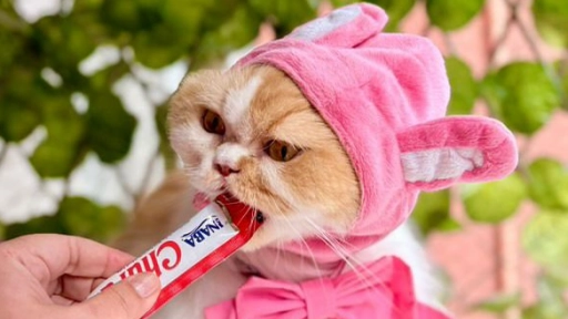 Halloween y animales: Dulces que no son travesura