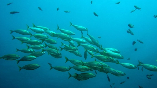 22 Minutos: Campaña global visibiliza el sufrimiento de los peces e invita a un Halloween con alternativas libres de crueldad