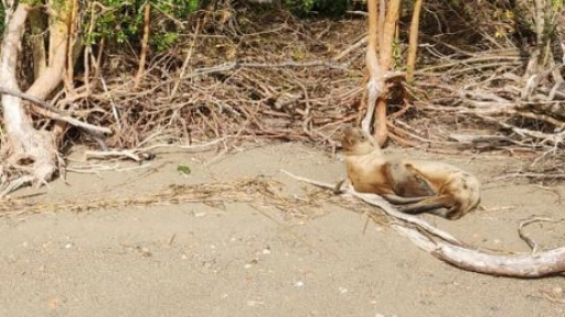 Trasladan lobos marinos heridos desde la región de Aysén hasta la de Los Lagos