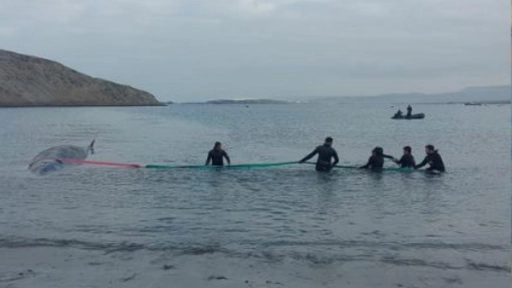 Antofagasta: Despliegue por varamiento de ballena fin en la península de Mejillones
