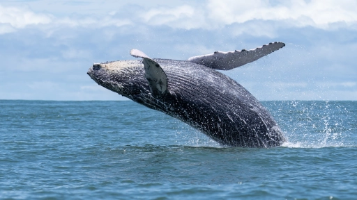 Veda protegerá por 30 años a especies de mamíferos, reptiles y aves marinas