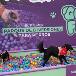 GuauFest ya tiene fecha de reprogramación y suma nuevos eventos en diversas ciudades del país